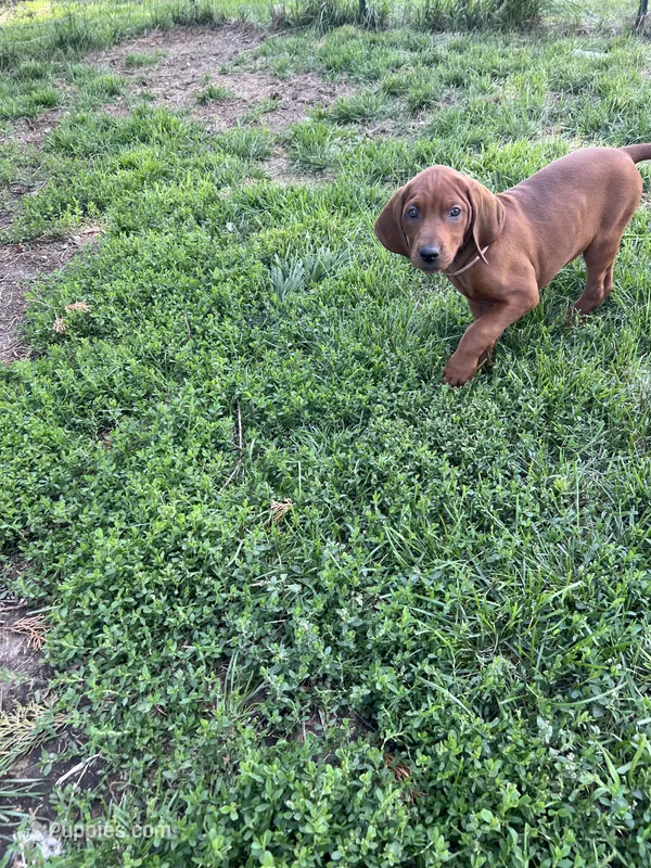 Tan – Redbone Coonhound puppy for sale in Leland, IL