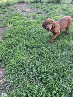 Tan, a male Redbone Coonhound for sale in Leland, IL – 3 of 3