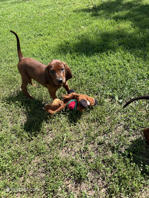 Black – Redbone Coonhound puppy for sale in Leland, IL