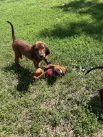 Black, a male Redbone Coonhound for sale in Leland, IL – 3 of 3