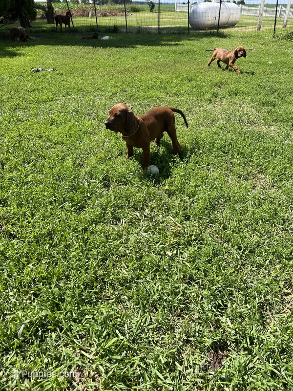 Yellow – Redbone Coonhound puppy for sale in Leland, IL