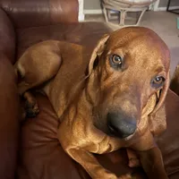 Boss man/Bossy, a male Redbone Coonhound for sale in Leland, IL – 4 of 4
