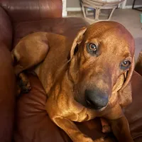 Boss man/Bossy, a male Redbone Coonhound for sale in Leland, IL – 1 of 4