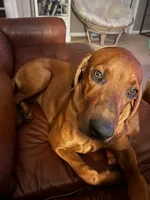 Boss man/Bossy, a male Redbone Coonhound for sale in Leland, IL – Photo 1 of 4