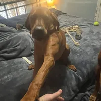 Boss man/Bossy, a male Redbone Coonhound for sale in Leland, IL – 2 of 4