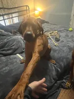 Boss man/Bossy, a male Redbone Coonhound for sale in Leland, IL – Photo 2 of 4