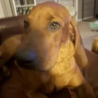 Boss man/Bossy, a male Redbone Coonhound for sale in Leland, IL – 3 of 4