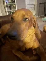 Boss man/Bossy, a male Redbone Coonhound for sale in Leland, IL – Photo 3 of 4