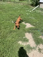 Merlot, a female Redbone Coonhound for sale in Leland, IL – 2 of 2