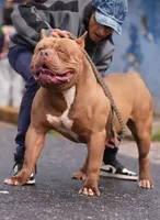 Duchess , a female American Bully for sale in Brooklyn, NY – 2 of 3