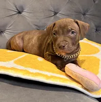 QUINCY, a male American Bully for sale in Brooklyn, NY – Photo 2 of 3