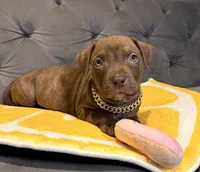 QUINCY, a male American Bully for sale in Brooklyn, NY – Photo 1 of 3