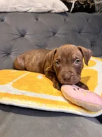 QUINCY, a male American Bully for sale in Brooklyn, NY – Photo 3 of 3