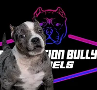 SAMSON, a male American Bully for sale in Brooklyn, NY – Photo 2 of 3