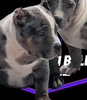 SAMSON, a male American Bully for sale in Brooklyn, NY – Photo 3 of 3