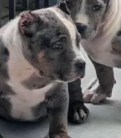 SAMSON, a male American Bully for sale in Brooklyn, NY – Photo 1 of 3