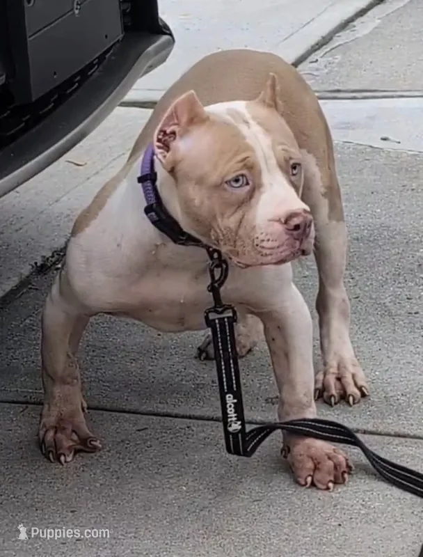 Duchess  – American Bully puppy for sale in Brooklyn, NY