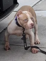Duchess , a female American Bully for sale in Brooklyn, NY – 1 of 3