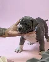 STERLING , a female American Bully for sale in Brooklyn, NY – 1 of 3