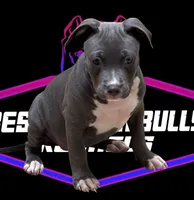 KIT KAT, a female American Bully for sale in Brooklyn, NY – Photo 2 of 2