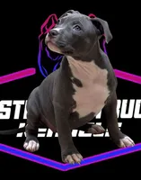 KIT KAT, a female American Bully for sale in Brooklyn, NY – Photo 1 of 2