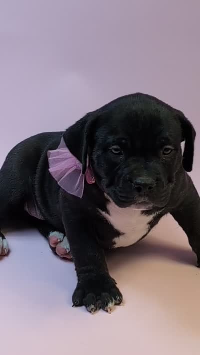 NYX, a female American Bully for sale in Brooklyn, NY – 2 of 3