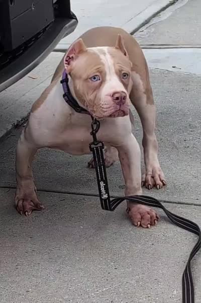 Duchess , a female American Bully for sale in Brooklyn, NY – 3 of 3