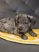 ODIN, a male American Bully for sale in Brooklyn, NY – Photo 3 of 3