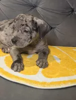 ODIN, a male American Bully for sale in Brooklyn, NY – Photo 2 of 3