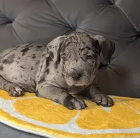 ODIN, a male American Bully for sale in Brooklyn, NY – Photo 1 of 3