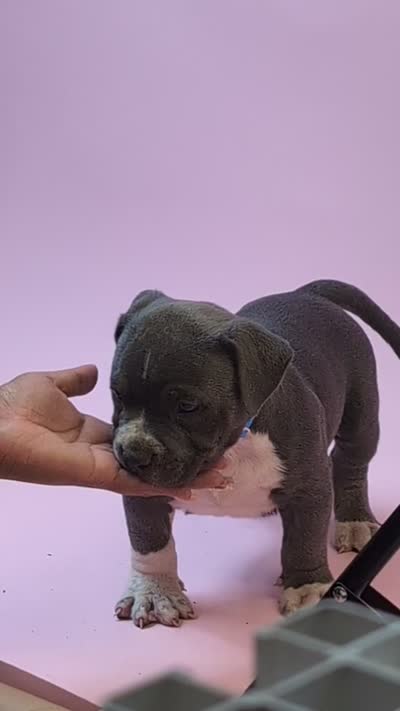 STERLING , a female American Bully for sale in Brooklyn, NY – 3 of 3