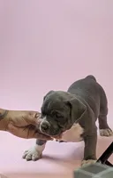 STERLING , a female American Bully for sale in Brooklyn, NY – 2 of 3