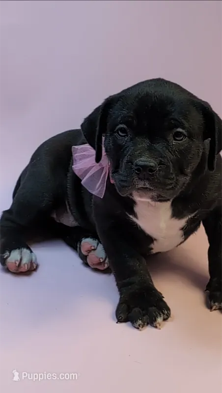 NYX – American Bully puppy for sale in Brooklyn, NY