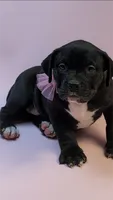 NYX, a female American Bully for sale in Brooklyn, NY – 1 of 3