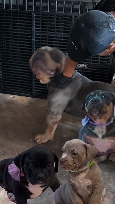 NYX, a female American Bully for sale in Brooklyn, NY – 3 of 3