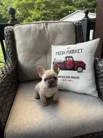 Cookie, a female French Bulldog for sale in Newark, OH – 4 of 5