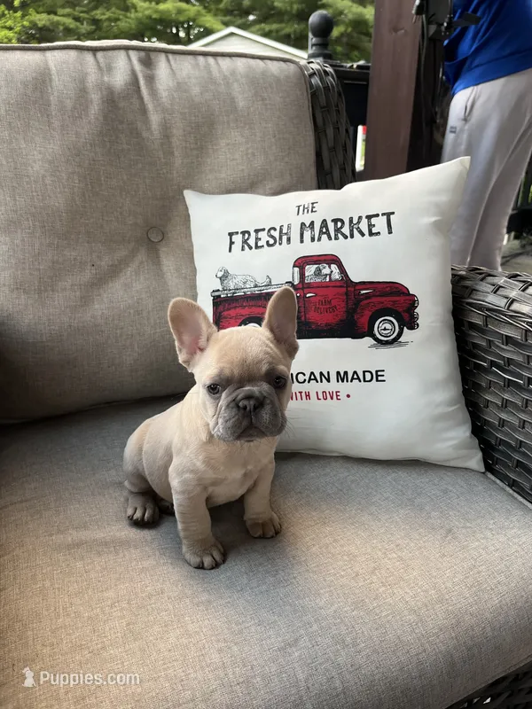 Cookie – French Bulldog puppy for sale in Newark, OH