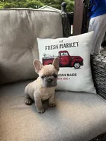 Cookie, a female French Bulldog for sale in Newark, OH – 1 of 5
