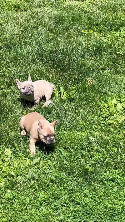Rocky, a male French Bulldog for sale in Newark, OH – 4 of 4