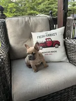 Rocky, a male French Bulldog for sale in Newark, OH – 3 of 4