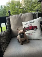 Rocky, a male French Bulldog for sale in Newark, OH – 2 of 4