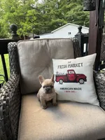 Cookie, a female French Bulldog for sale in Newark, OH – 2 of 5