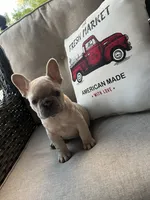 Cookie, a female French Bulldog for sale in Newark, OH – 3 of 5