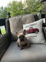 Rocky, a male French Bulldog for sale in Newark, OH – 1 of 4