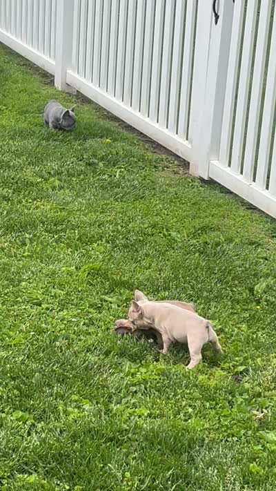 Cookie, a female French Bulldog for sale in Newark, OH – 5 of 5
