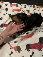 Willow, a female Miniature Dachshund for sale in Beulaville, NC – 5 of 10