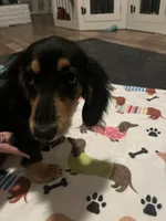 Willow, a female Miniature Dachshund for sale in Beulaville, NC – 6 of 10