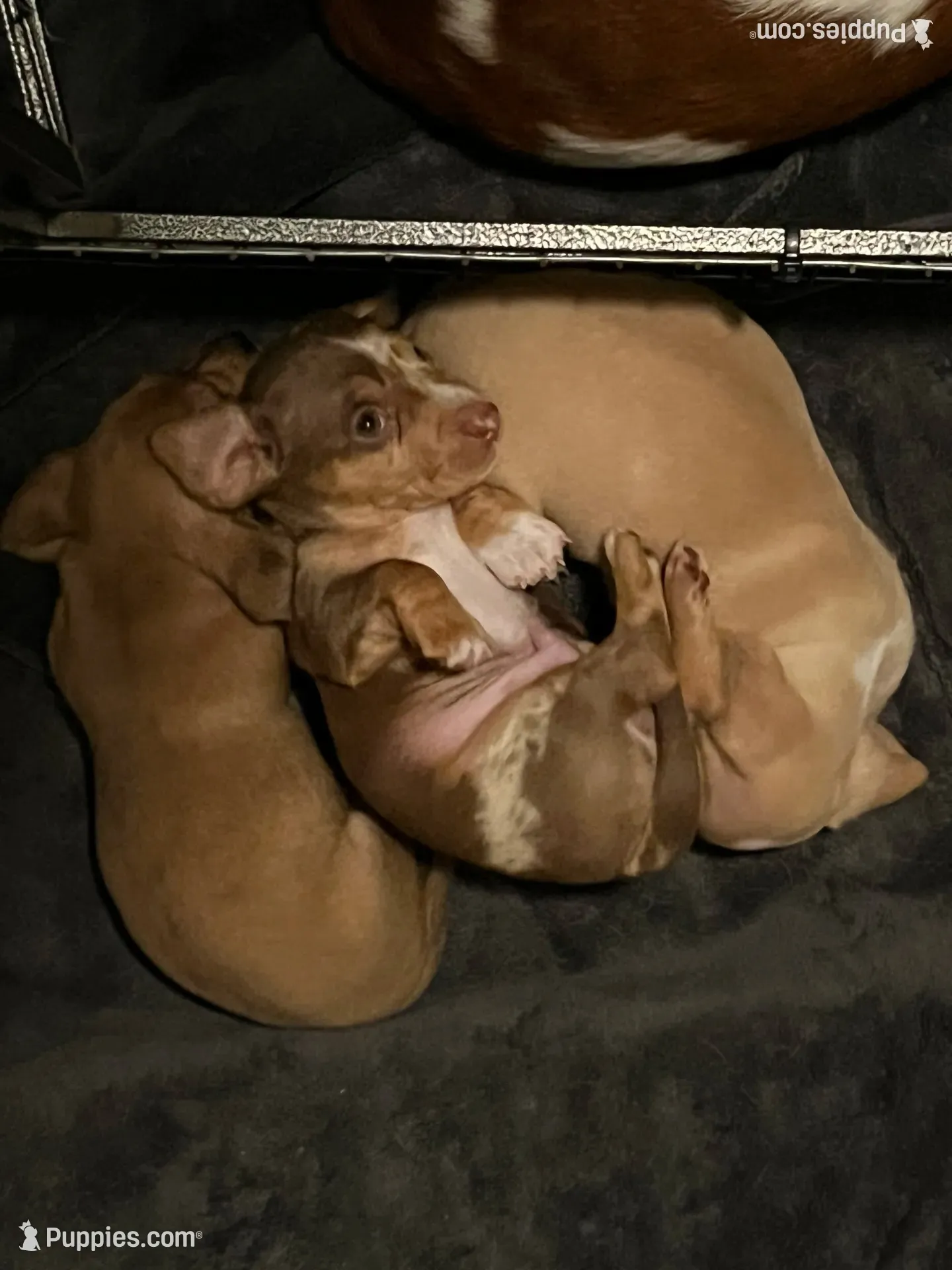 Jasper , a male Miniature Dachshund for sale in Beulaville, NC – 6 of 7