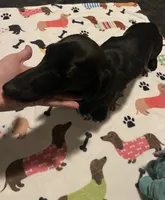 Pepper, a female Miniature Dachshund for sale in Beulaville, NC – 2 of 8