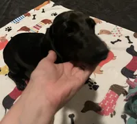 Pepper, a female Miniature Dachshund for sale in Beulaville, NC – 3 of 8